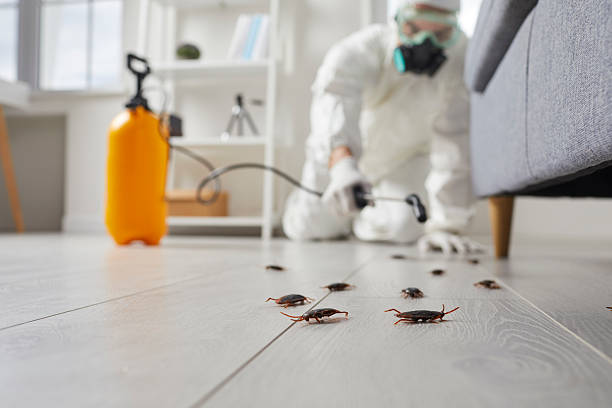 Commercial Rodent Management in Weatherford